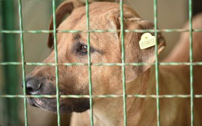 Ветеринарната станица „Здравје“ ќе се грижи за кучињата скитници во Делчево
