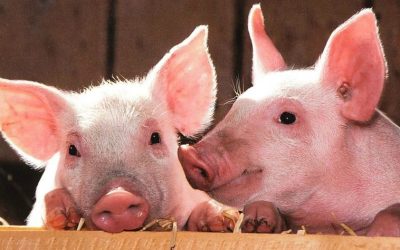 Се преземаат мерки за контрола и заштита од болеста африканска чума кај свињите