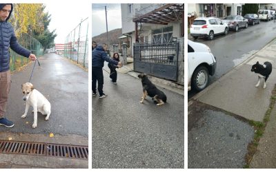 Се заловуваа кучиња скитници во Делчево